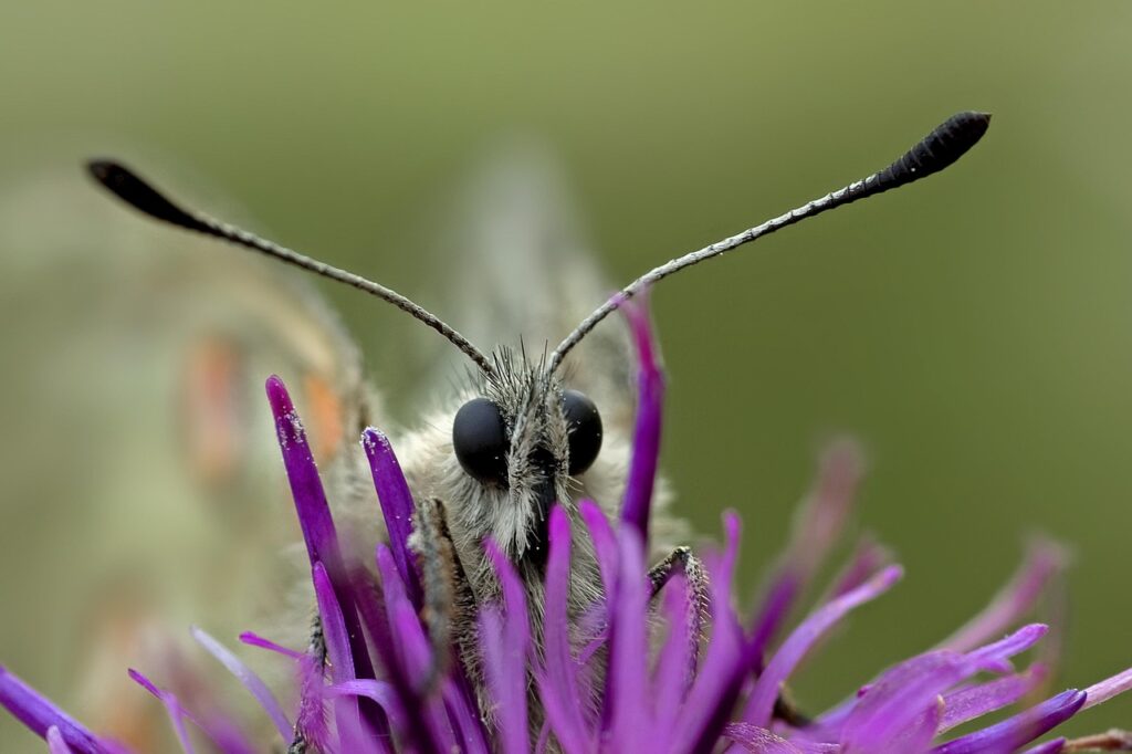 mariposa apolo europa salvar